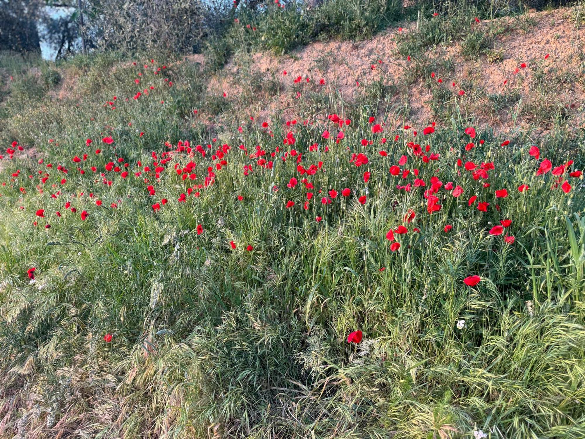 Apartamento Antico Borgo San Quirico dʼOrcia Exterior foto